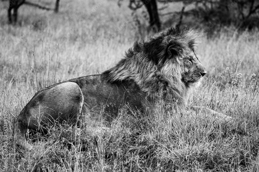 Mono male lion lies in tall grass