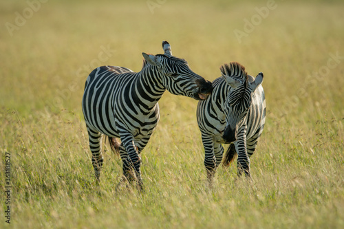 Plains zebra in long grass biting another