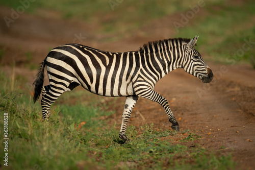 Plains zebra crosses dirt track in sun © Nick Dale