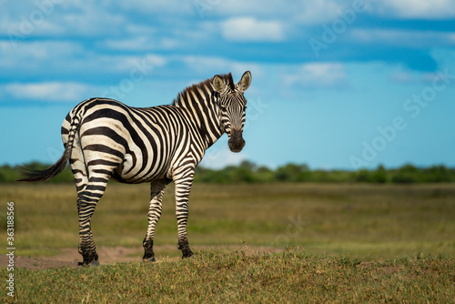 Plains zebra stands on bank looking back