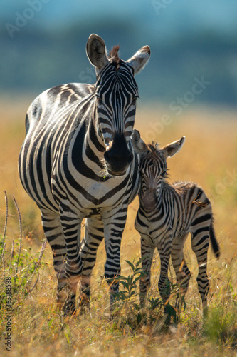 Plains zebra stands with foal facing camera