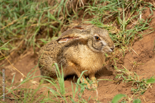 Scrub hare stands in grass watching camera
