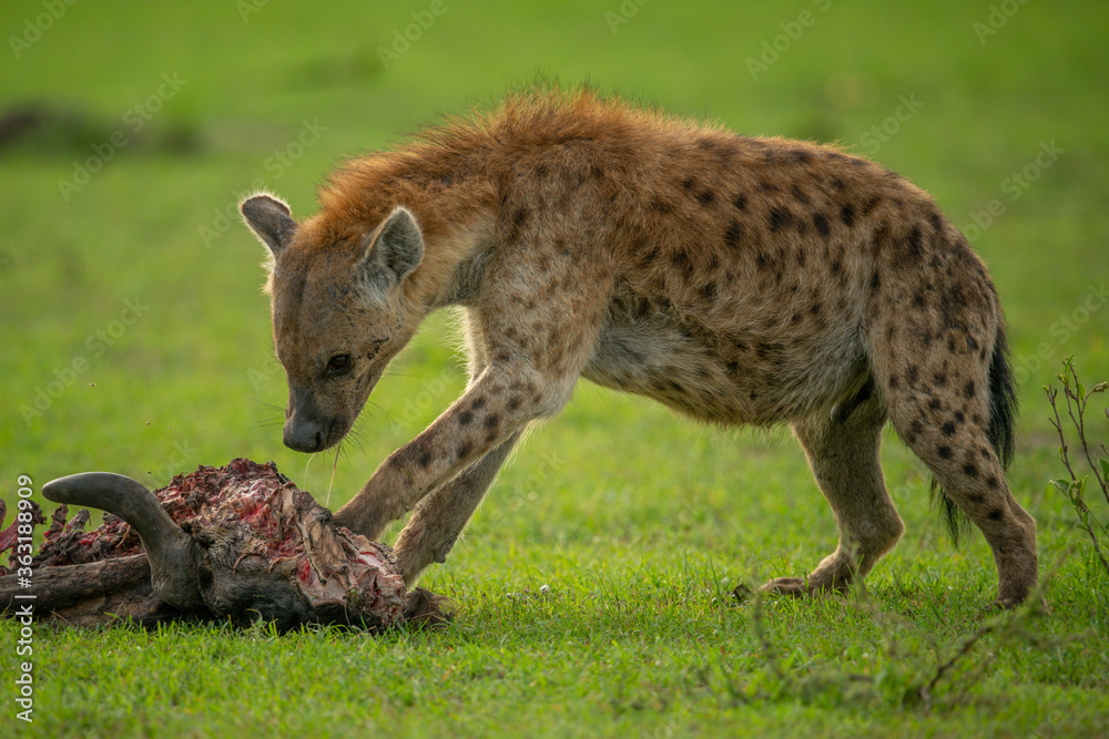 Obraz premium Spotted hyena paws carcase on short grass
