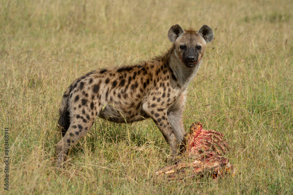Obraz premium Spotted hyena stands in grass with bones