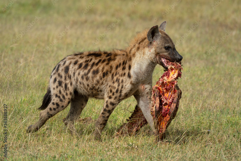 Spotted hyena walks across savannah carrying bones Spotted hyena walks across savannah carrying bones