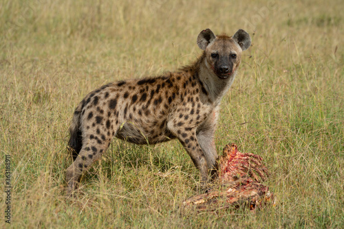 Spotted hyena stands in grass with bones