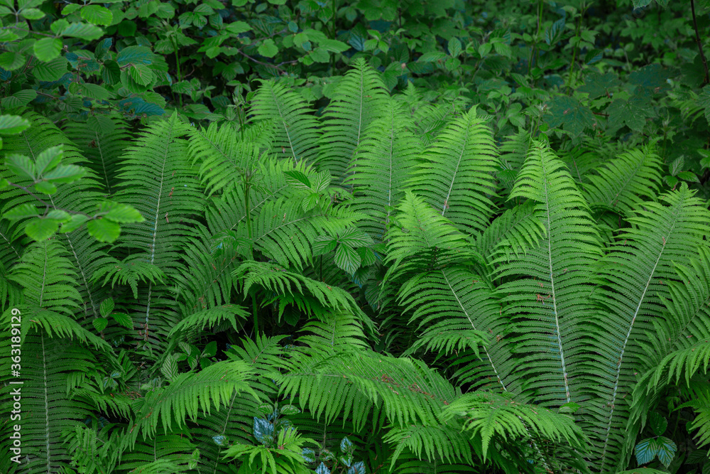 Große Farnpflanzen vor einer Hecke