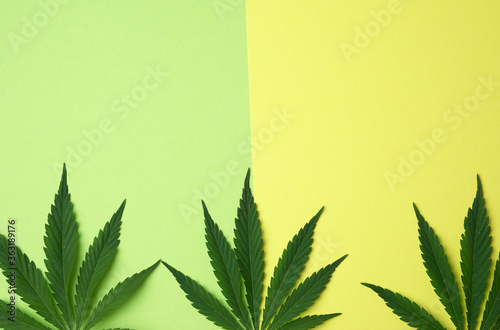  green leaves of hemp on a color background 