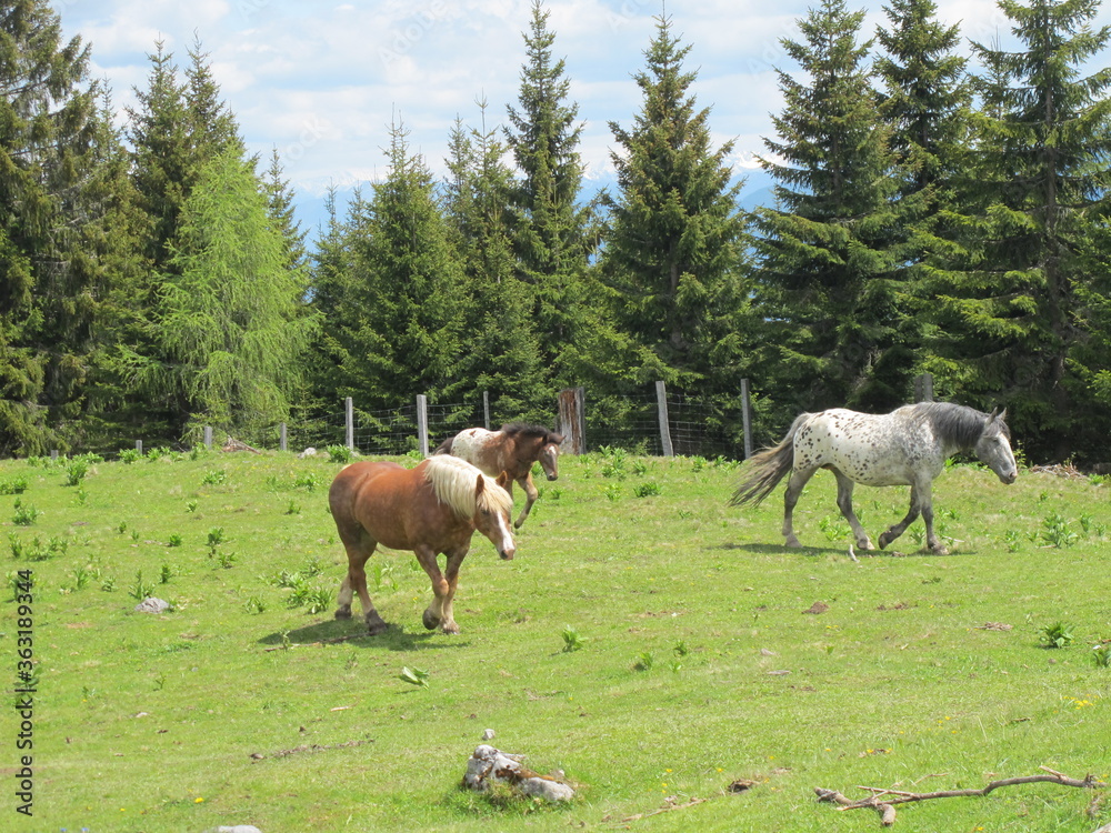 Fototapeta premium pferde auf der alm