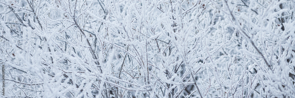 Snow and rime ice on the branches of bushes. Beautiful winter background with trees covered with hoarfrost. Plants in the park are covered with hoar frost. Cold snowy weather. Cool frosting texture. Snow and rime ice on the branches of bushes. Beautiful winter background with trees covered with hoarfrost. Plants in the park are covered with hoar frost. Cold snowy weather. Cool frosting texture.