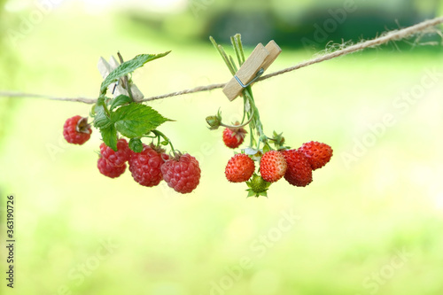 Summer nature background with strawberries and raspberries
on clothespin. Sweet berries, natural organic healthy food and harvest concept