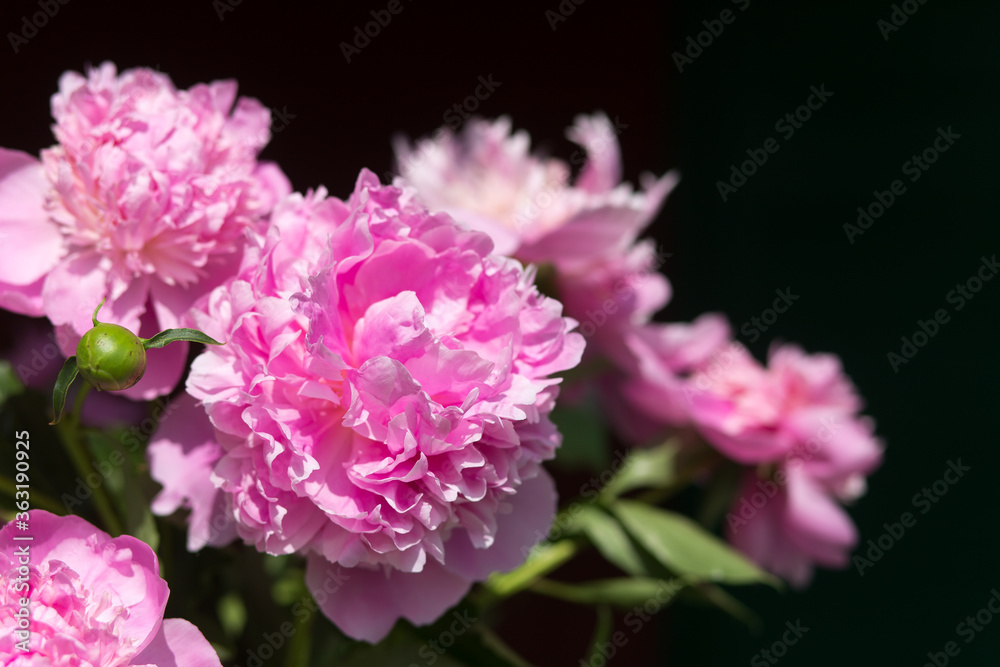 Pink peonies bouquet in vase on black background Pink peonies bouquet in vase on black background