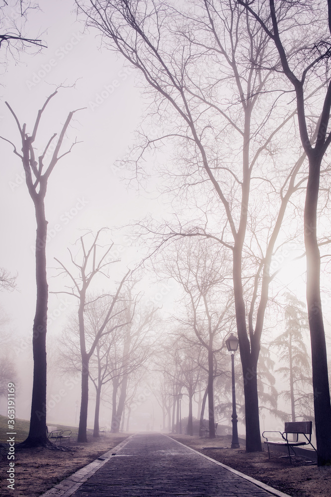 Mysterious park with dense fog Mysterious park with dense fog