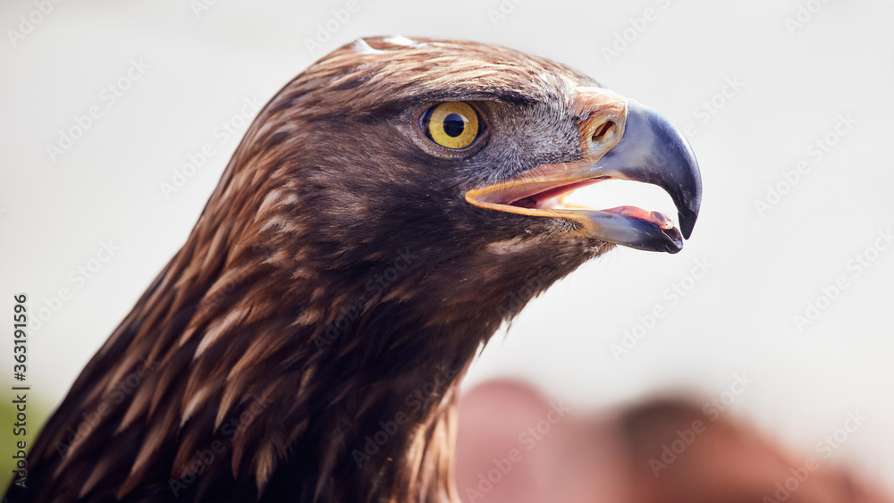 Obraz premium Very smart eagle staring at a point