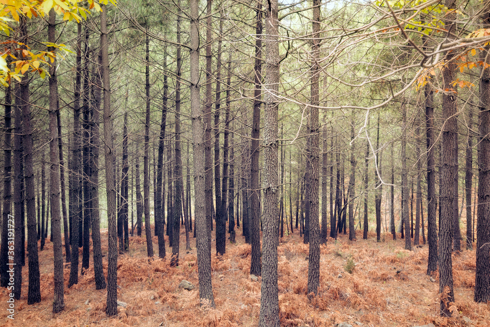 Horizontal composition of multiple trees in a forest