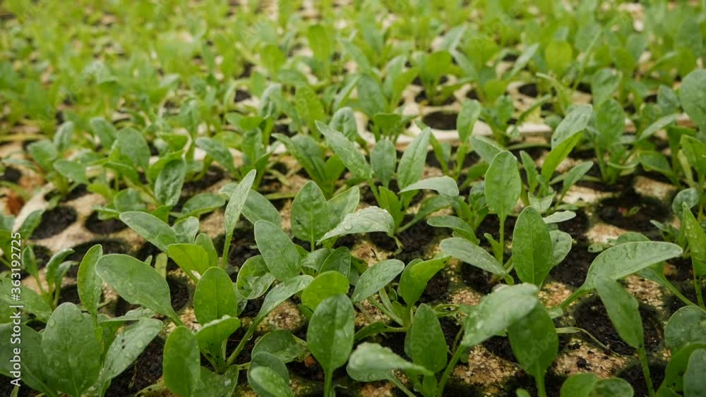 Sprouted young spinach seedlings in a greenhouse. Farm theme. Seedlings of vegetable crops on an industrial scale Sprouted young spinach seedlings in a greenhouse. Farm theme. Seedlings of vegetable crops on an industrial scale