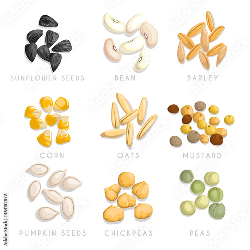Cereal and seeds little heaps set. Sunflower seeds, beans, barley, corn, oats, mustard, chickpeas, pumpkin seeds and green dried peas. Agriculture and nutrition vector icons collection. 