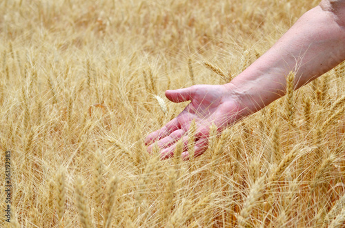 Agricultural field of ripe sowing of rye, rich cereal crop. photo