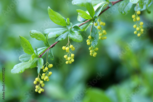Closeup of a barberry (Berberis) branch with flower buds and leaves covered with water drops