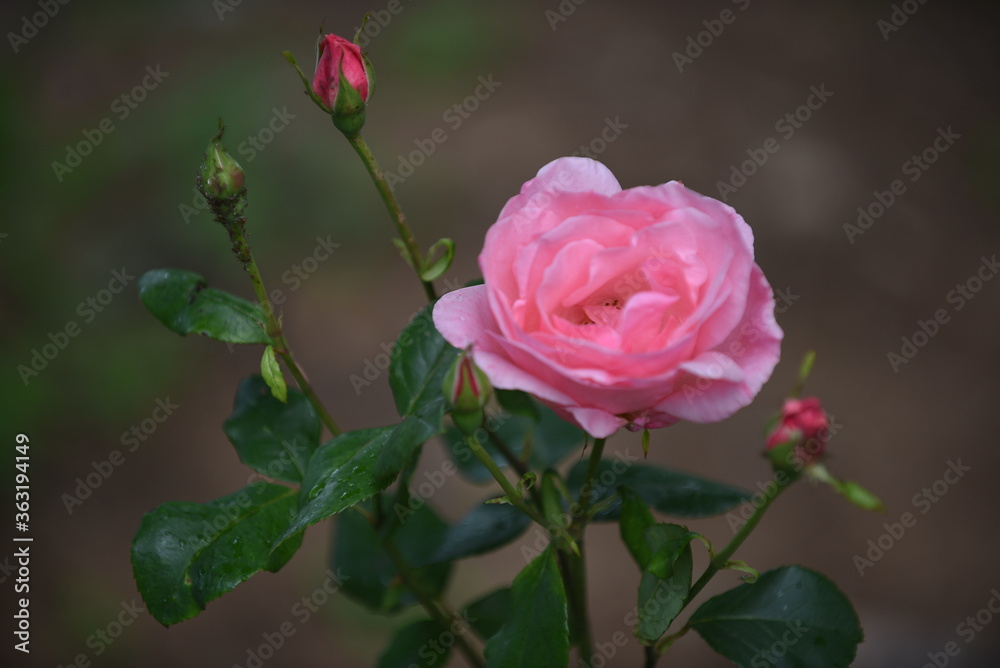 pink rose surrounded by buds on a beautiful spring day pink rose surrounded by buds on a beautiful spring day