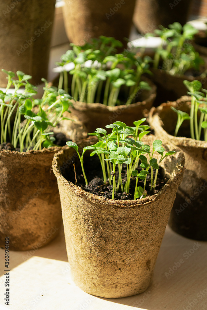 Micro grass greens sprouts grow in peat pots. The concept of healthy diet and vegetarianism. Selective focus Micro grass greens sprouts grow in peat pots. The concept of healthy diet and vegetarianism. Selective focus