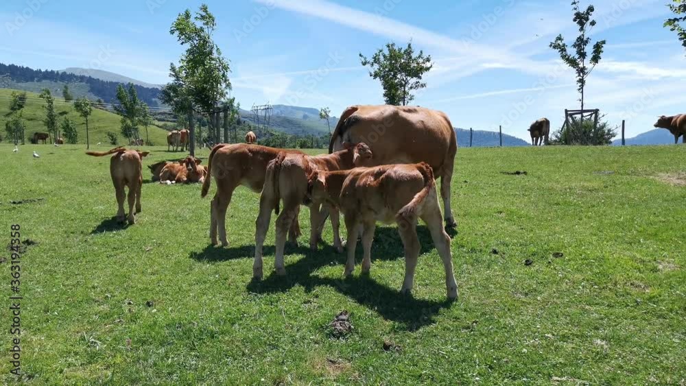 Several calves and their mother grazing in the meadow Several calves and their mother grazing in the meadow