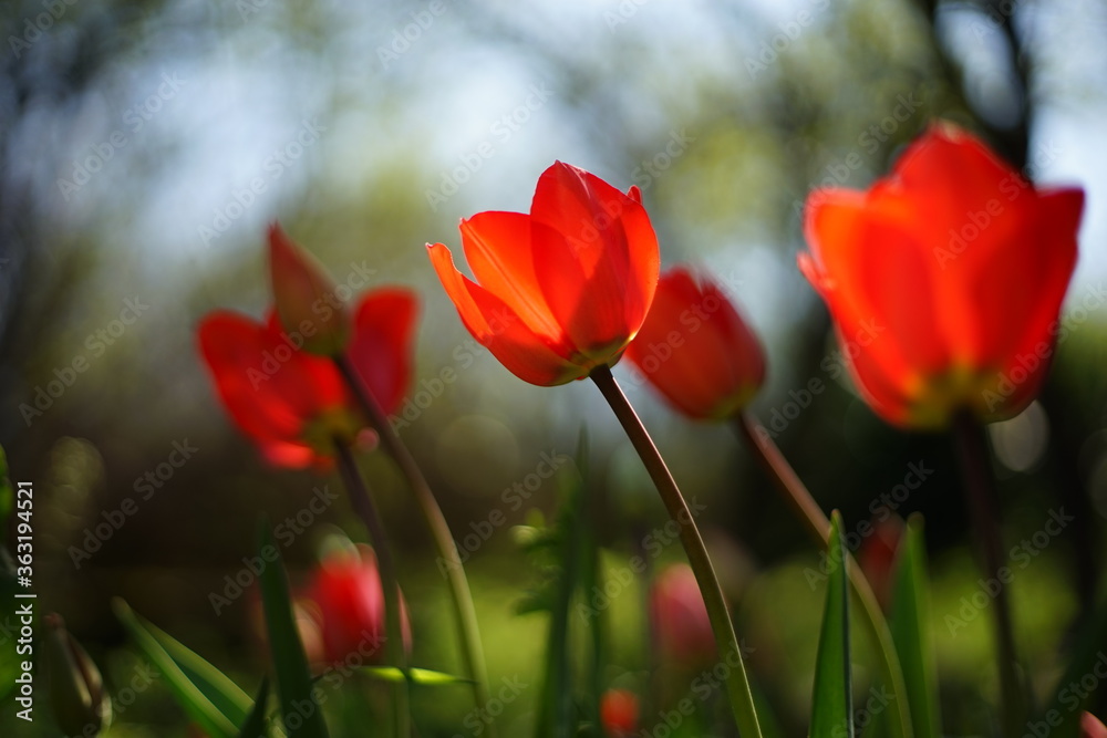 A close-up of blooming red tulips. They are backlit by the sunset/ sunrise. The light is soft and warm. The focus is selective and there is a beautiful bokeh. A close-up of blooming red tulips. They are backlit by the sunset/ sunrise. The light is soft and warm. The focus is selective and there is a beautiful bokeh.