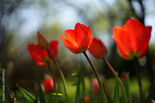 A close-up of blooming red tulips. They are backlit by the sunset/ sunrise. The light is soft and warm. The focus is selective and there is a beautiful bokeh.
