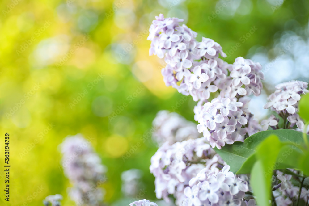 Closeup view of beautiful blooming lilac shrub outdoors Closeup view of beautiful blooming lilac shrub outdoors