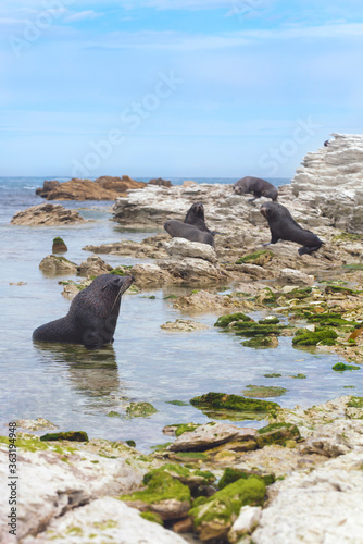 Wild seal colony lazing around the rocks and the sea shore in Kaikoura peninsula  New Zealand