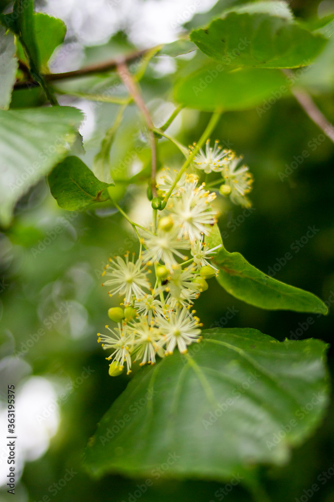 blooming linden on a background of green leaves, closeup blooming linden on a background of green leaves, closeup