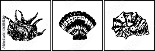 Vector set of three seashells. Isolated on a white background. Beautiful vector seashells in black for the interior. Can be used in web design, for prints, books and as paintings for the interior.
