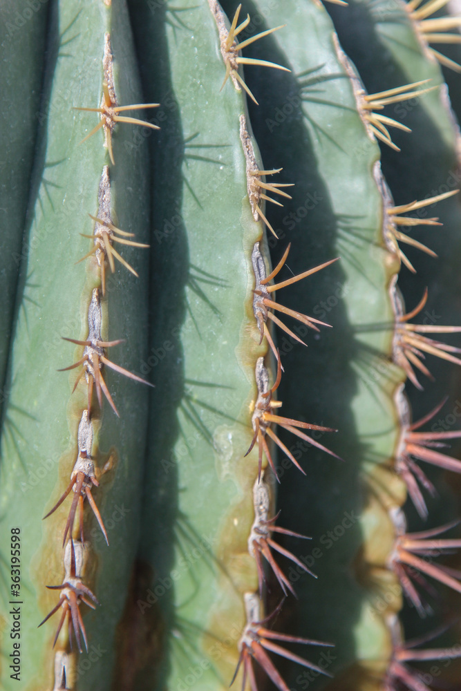 Closeup of the spine detail of the Ferocactus histrix as a background Closeup of the spine detail of the Ferocactus histrix as a background