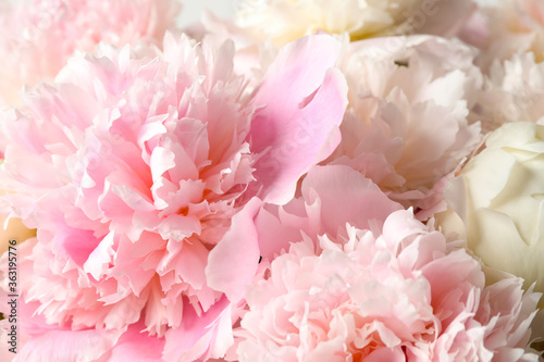 Fototapeta Naklejka Na Ścianę i Meble -  Beautiful peony bouquet as background, closeup view