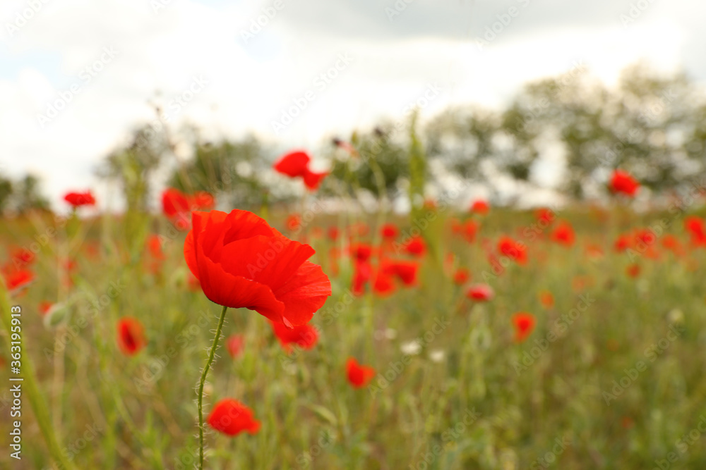 Fototapeta premium Beautiful red poppy flower growing in field, closeup