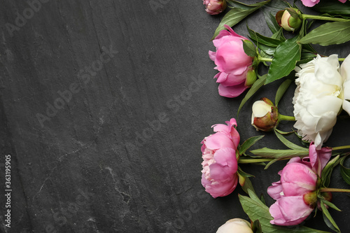 Beautiful peonies on black slate table, flat lay. Space for text