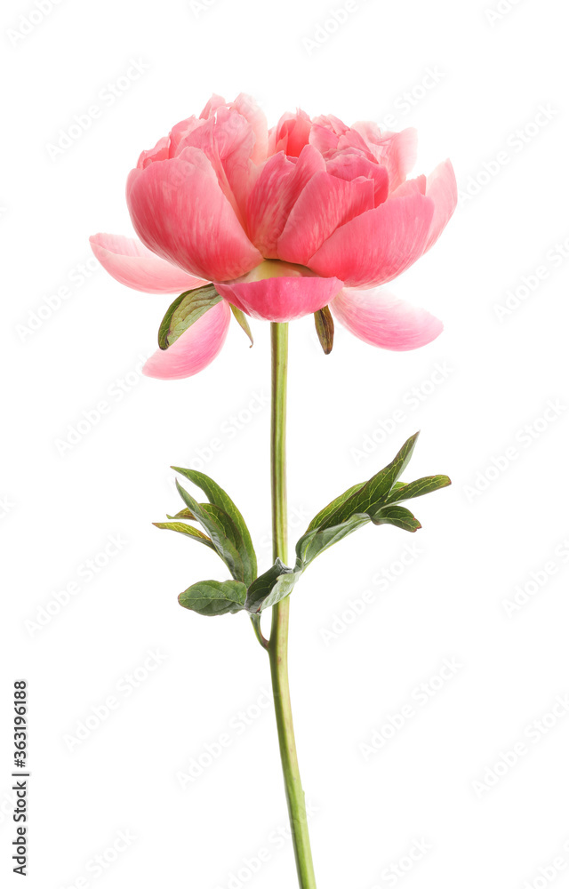 Beautiful blooming pink peony isolated on white