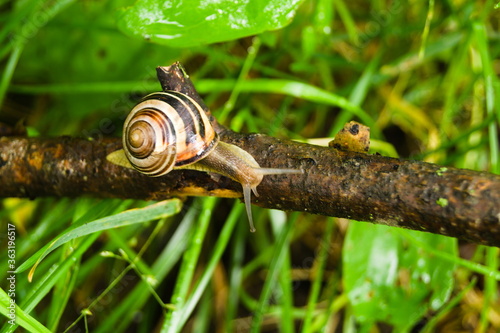 Snail on the branch on a summer sunny day.