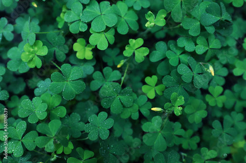 Beautiful clover leaves with water drops outdoors, top view. St. Patrick's Day symbol