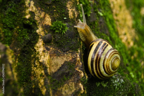 Snail on the trunk of a tree on a summer sunny day.