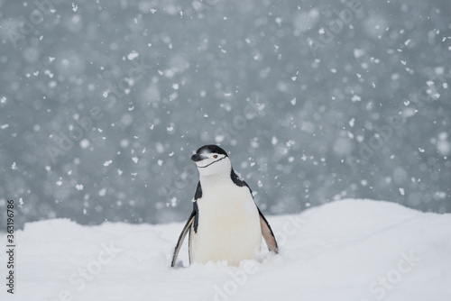 Fotografie Chin strap penquin in the snow Half Moon Island Antarctica.