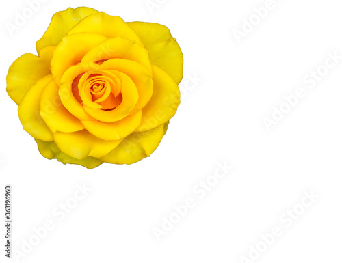bright blooming rose on an isolated background