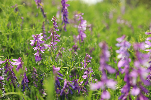 Closeup view of beautiful meadow with blooming purple flowers