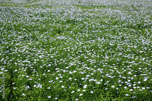 Beautiful view of blooming flax field on summer day