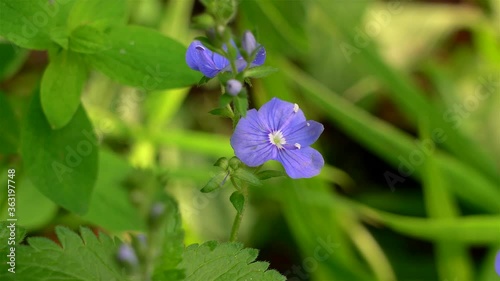 Wallpaper Mural Blue flower of woodland speedwell (Veronica). Closeup Torontodigital.ca