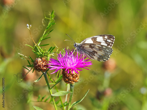 Butterfly sitting on a flower