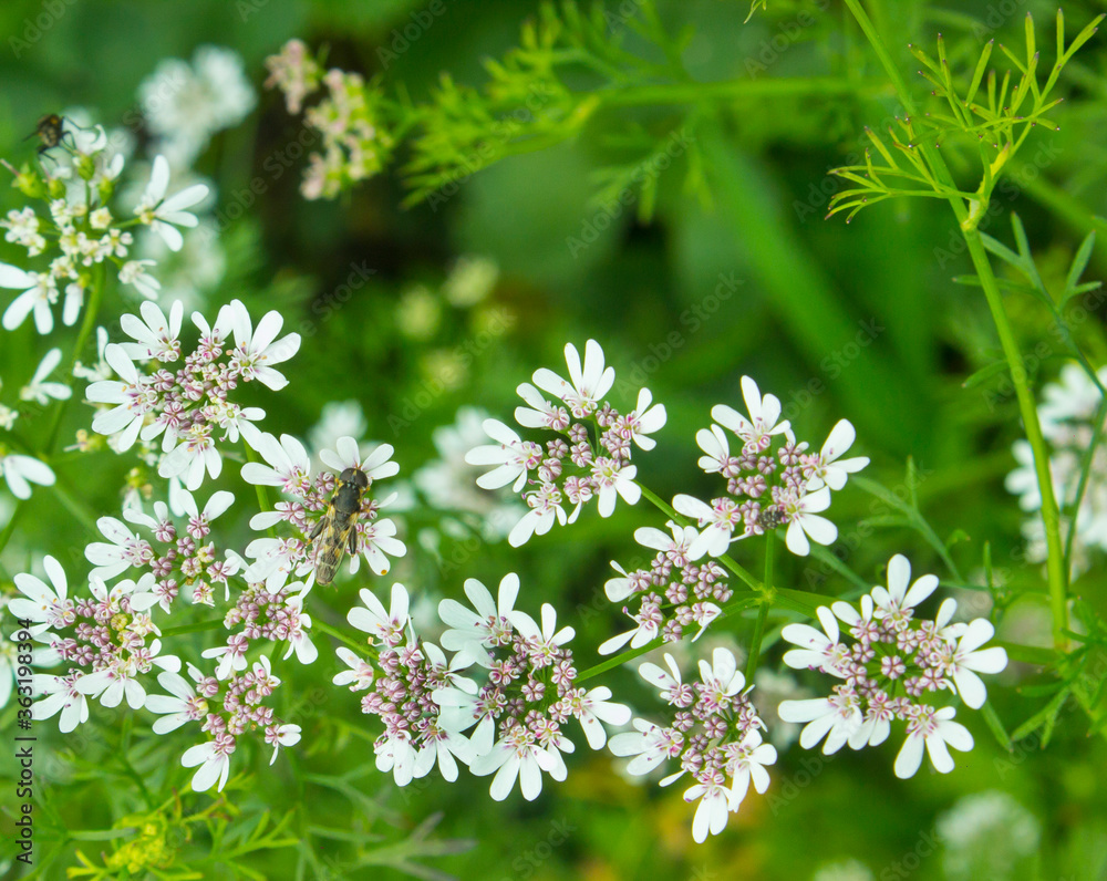Flowering coriander plant (Coriandrum sativum, Chinese parsley) with white pink flowers. Cilantro small flowers blooming in the herb garden. Closeup, selective focus, herbal background. Flowering coriander plant (Coriandrum sativum, Chinese parsley) with white pink flowers. Cilantro small flowers blooming in the herb garden. Closeup, selective focus, herbal background.