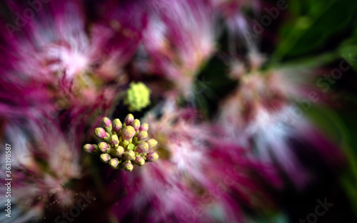 close up of a flower photo