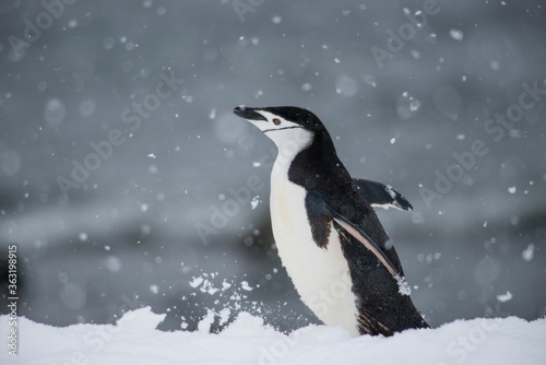 Fotografie Chin strap penquin in the snow Half Moon Island Antarctica.