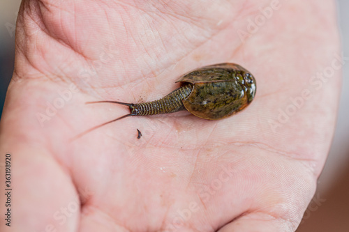 Living fossil triops granarius tiny animal resting on a white hand photo